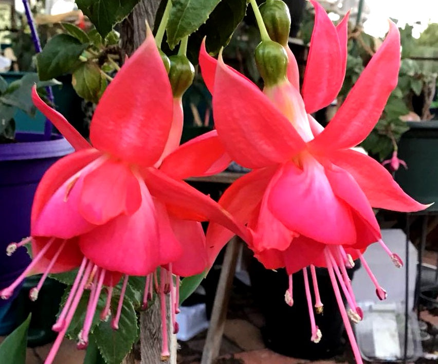 Fuchsia - DANCING FLAME - Hanging Basket