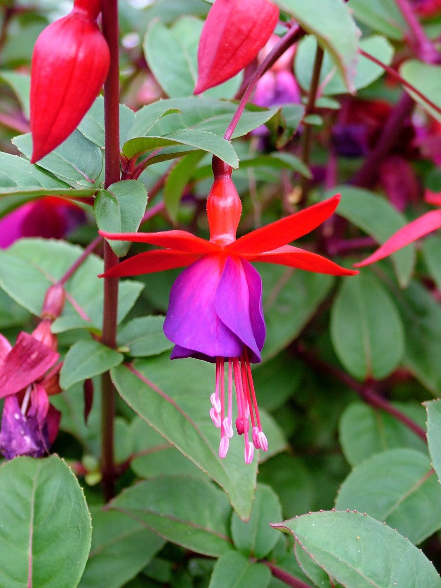 Fuchsia - ELECTRIC LIGHTS 'NuFu1' PBR