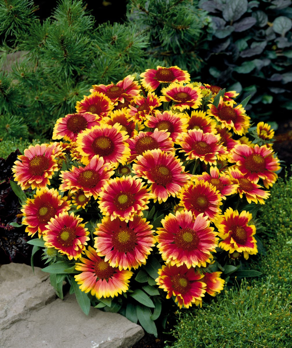 Gaillardia x grandiflora - ARIZONA SUN - Blanket Flower