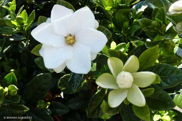 Gardenia jasminoides - BUTTONS - Cape Jasmine 'Buttons' PBR