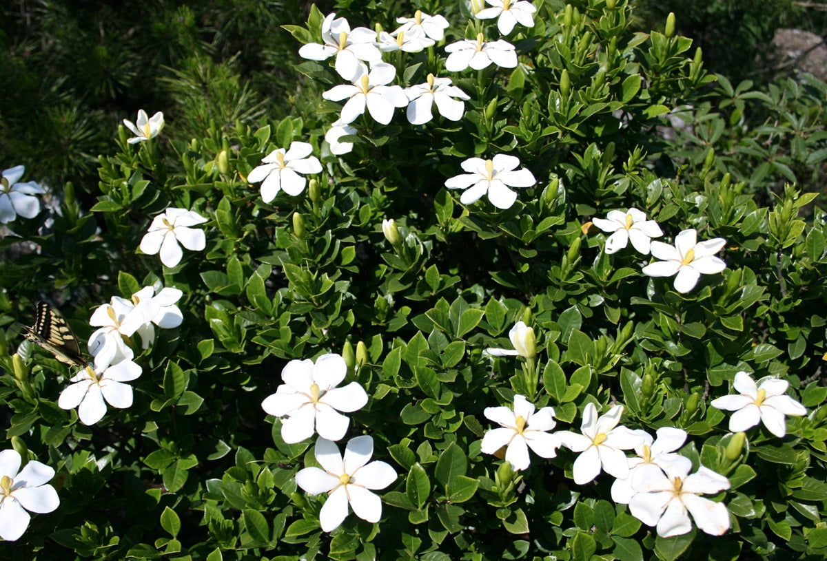 Gardenia jasminoides - GRANDIFLORA STAR - Cape Jasmine