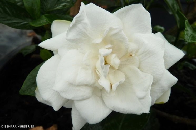 Gardenia jasminoides - JUPITER - Cape Jasmine 'Parjup' PBR