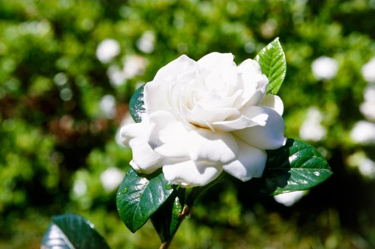 Gardenia jasminoides - ROMANCE - Cape Jasmine