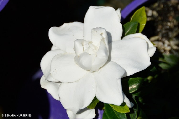 Gardenia jasminoides - WHITE GODDESS - Cape Jasmine 'Parwhi' PBR