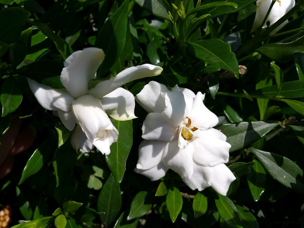 Gardenia jasminoides - RADICANS - Cape Jasmine