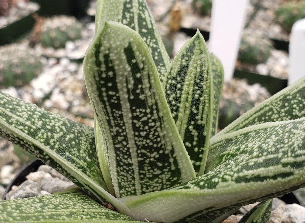 Gasteria obliqua - LITTLE WARTY - Lawyers Tongue