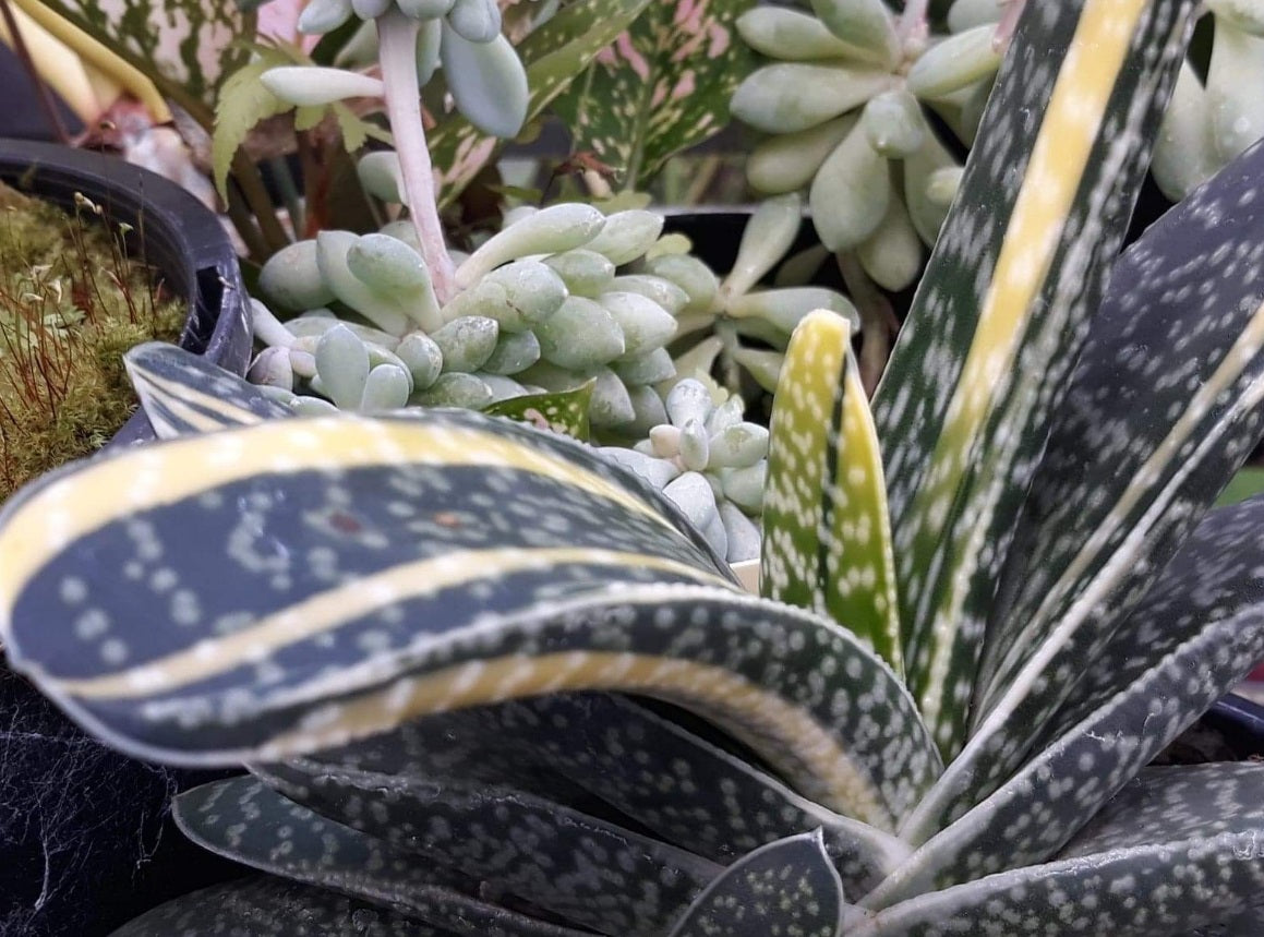 Gasteria obliqua - Lawyers Tongue