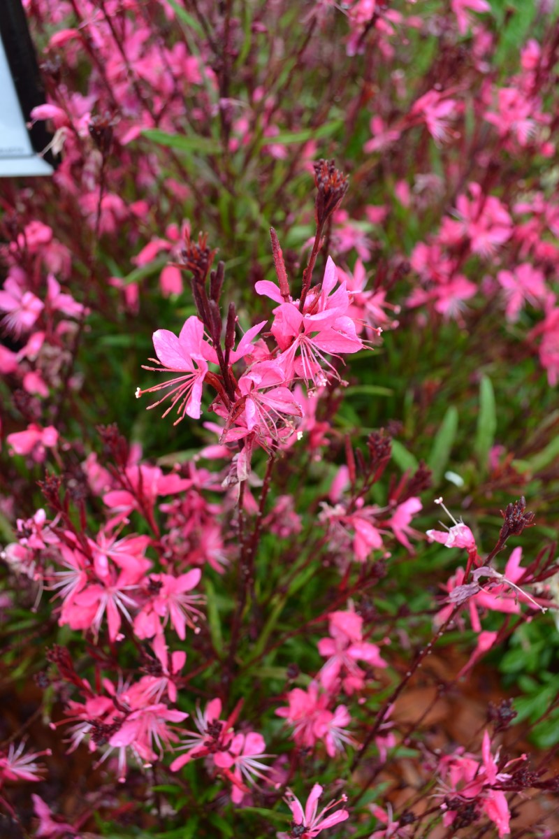 Oenothera lindheimeri - Belleza® DARK PINK - Butterfly Bush Gaura