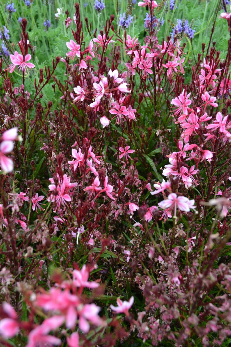 Oenothera lindheimeri - Belleza® PINK - Butterfly Bush Gaura