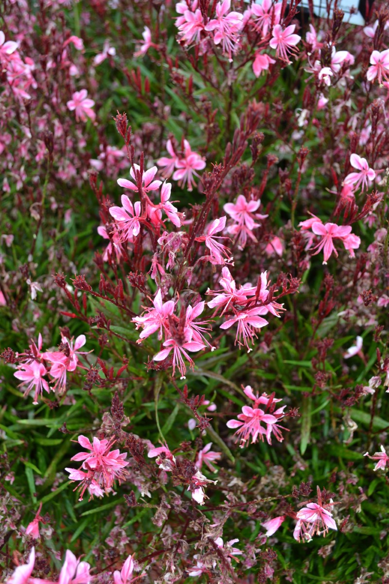 Oenothera lindheimeri - Belleza® PINK - Butterfly Bush Gaura