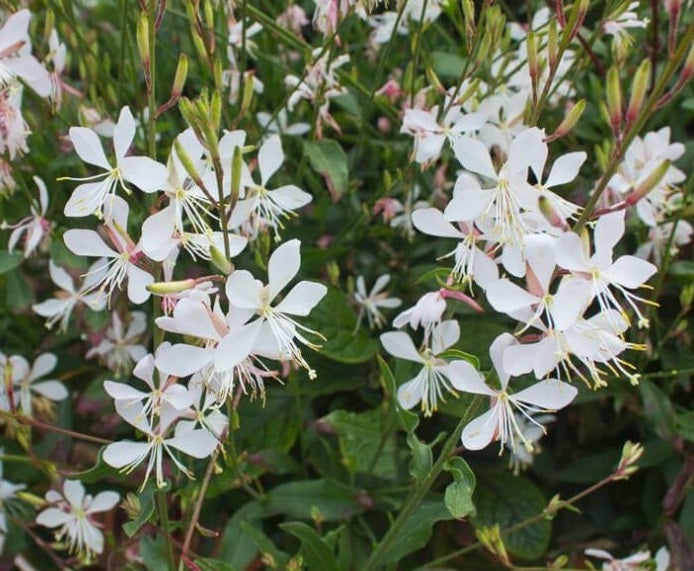 Oenothera lindheimeri - SPARKLE WHITE - Butterfly Bush Gaura