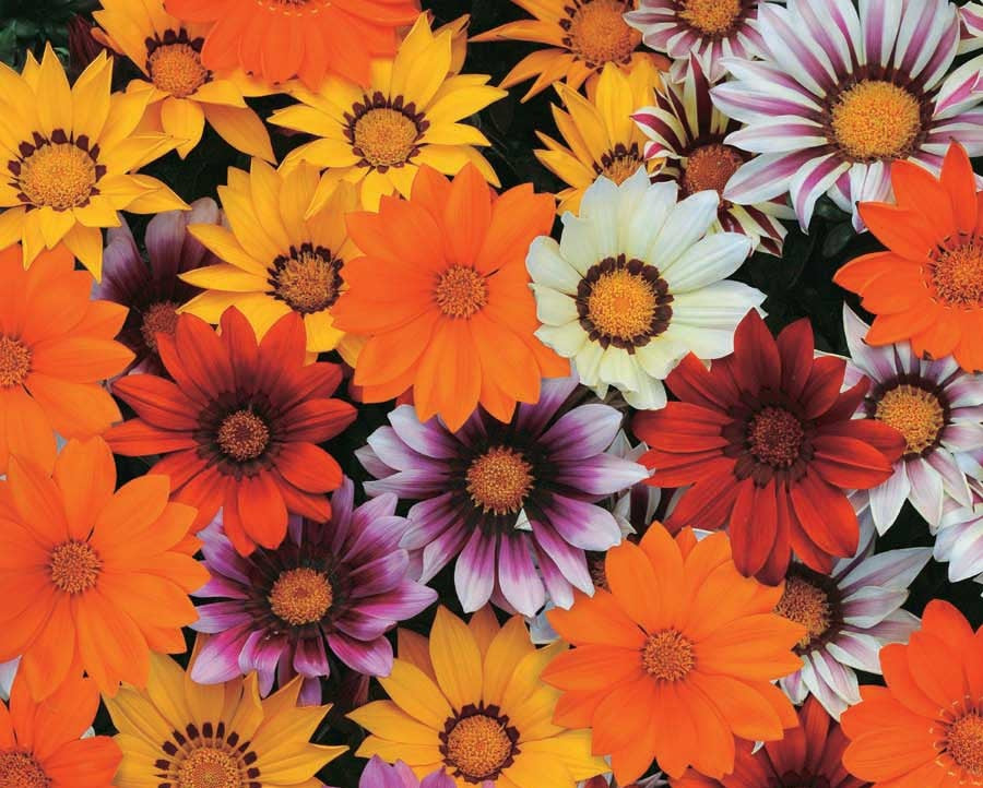 Gazania rigens - NEW DAY® Mix - African Daisy