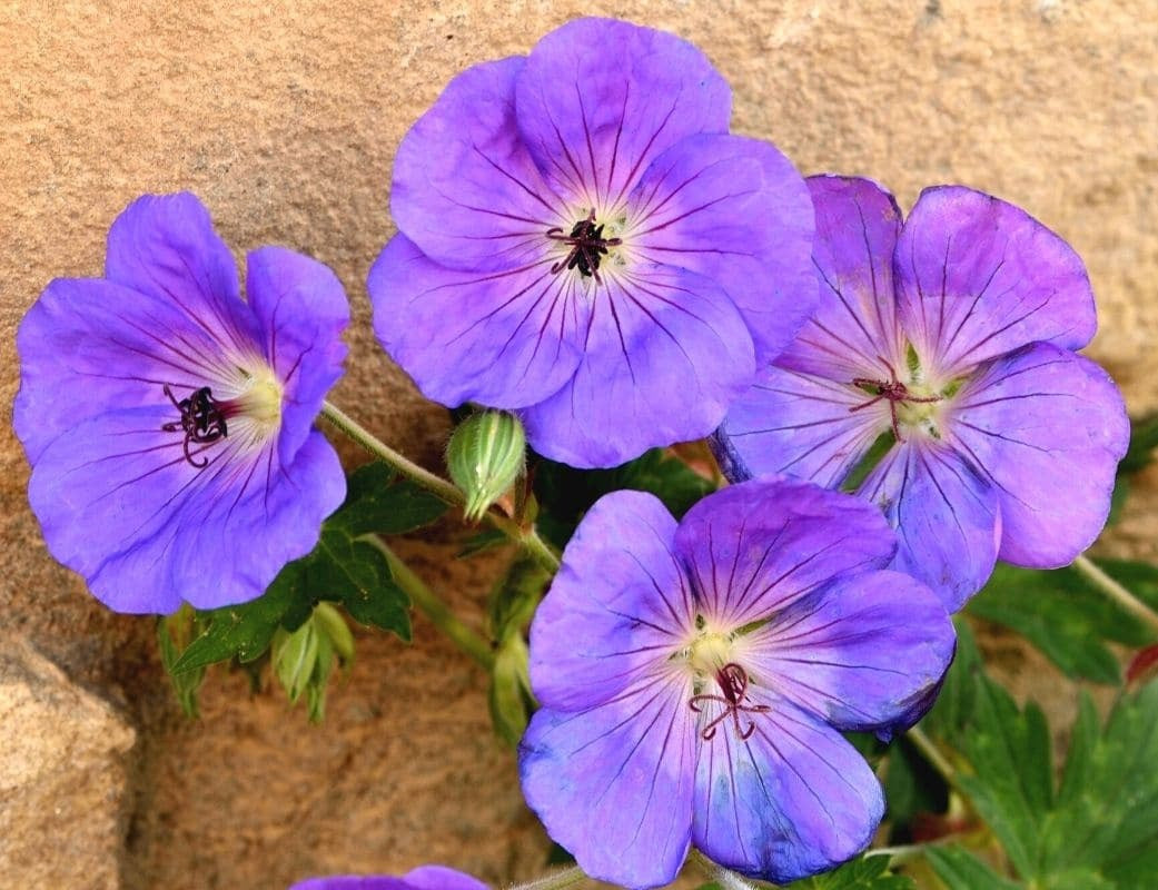 Geranium himalayense x wallichianum - ROZANNE - Himalayan Cranesbill