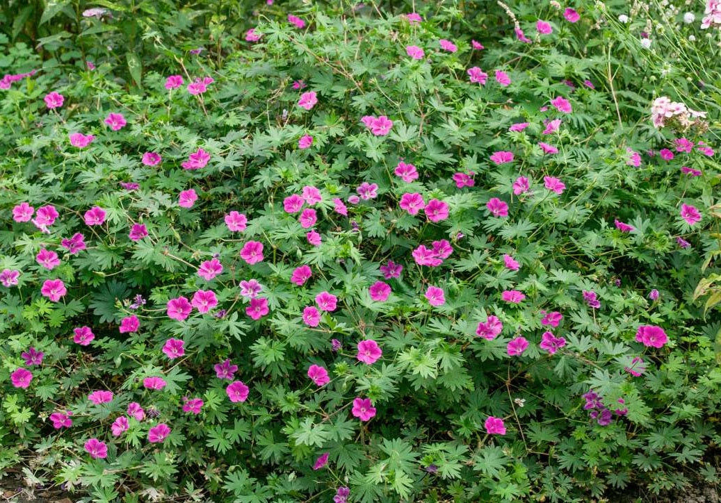 Geranium sanguineum x psilostemon - TINY MONSTER - Cranesbill