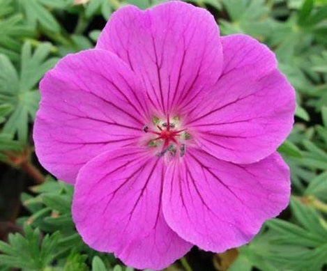 Geranium sanguineum x psilostemon - TINY MONSTER - Cranesbill