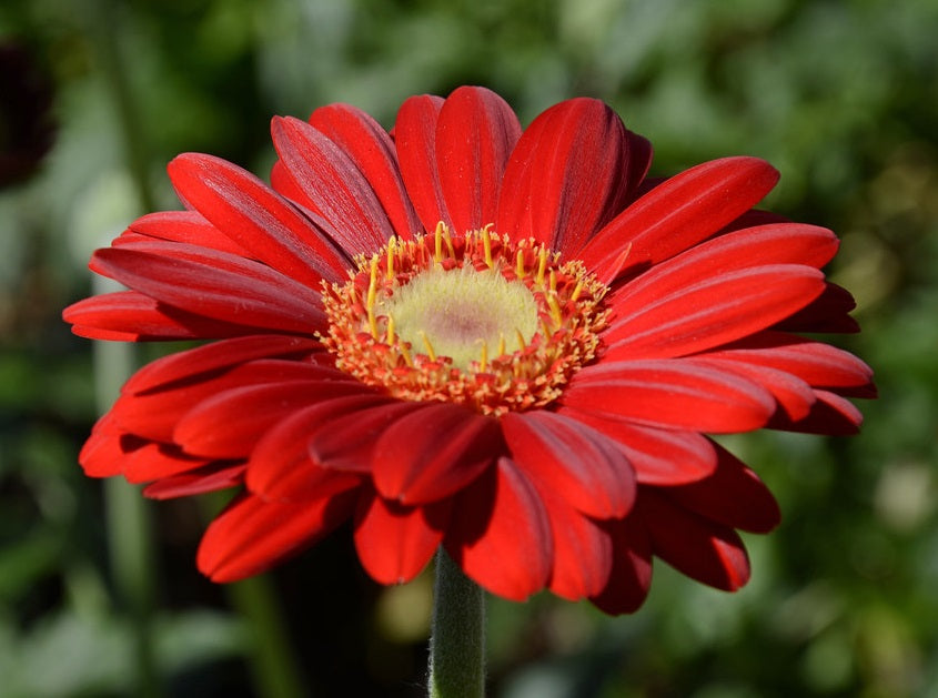 Gerbera jamesonii - RED - Barberton Daisy