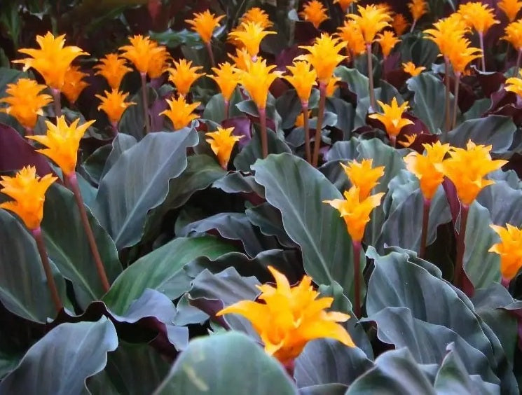 Goeppertia crocata - Eternal Flame Calathea