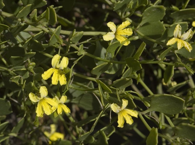 Goodenia varia - Sticky Goodenia