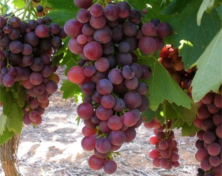 Vitis vinifera - CARDINAL - Grape