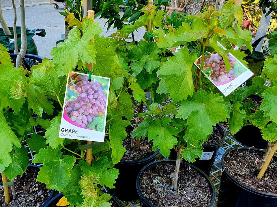 Vitis vinifera - CRIMSON - Seedless Grape