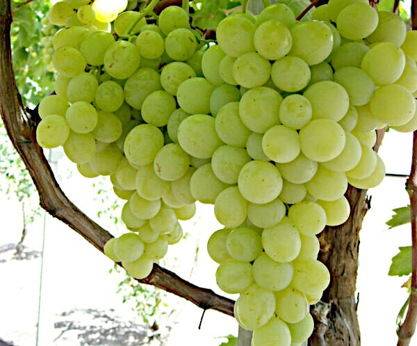 Vitis vinifera - ITALIA - Grape