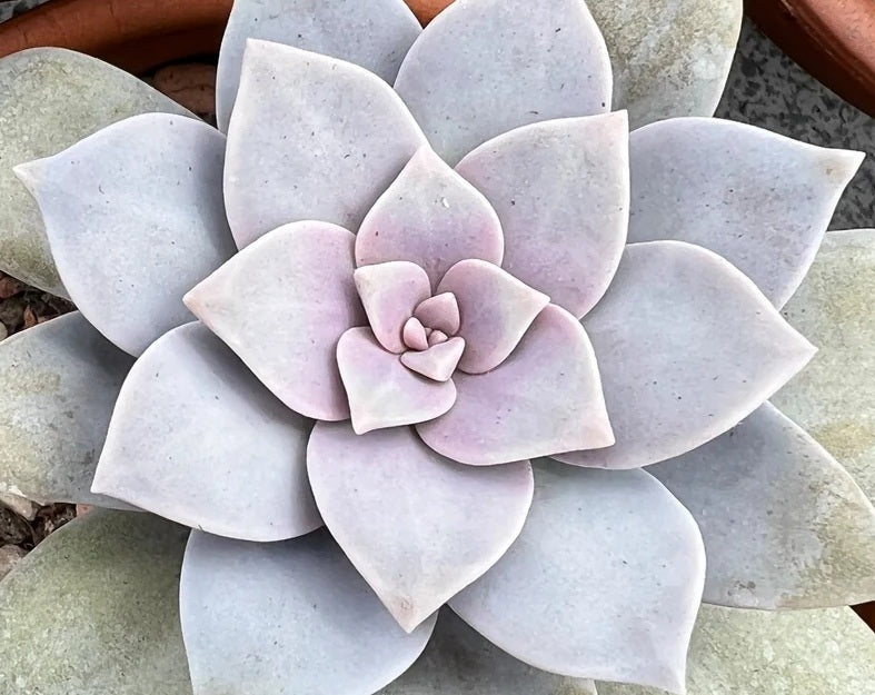 Graptopetalum superbum - Beautiful Graptopetalum