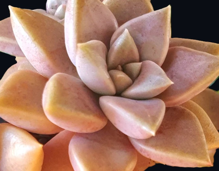 Graptoveria - BRONZED AUSSIE