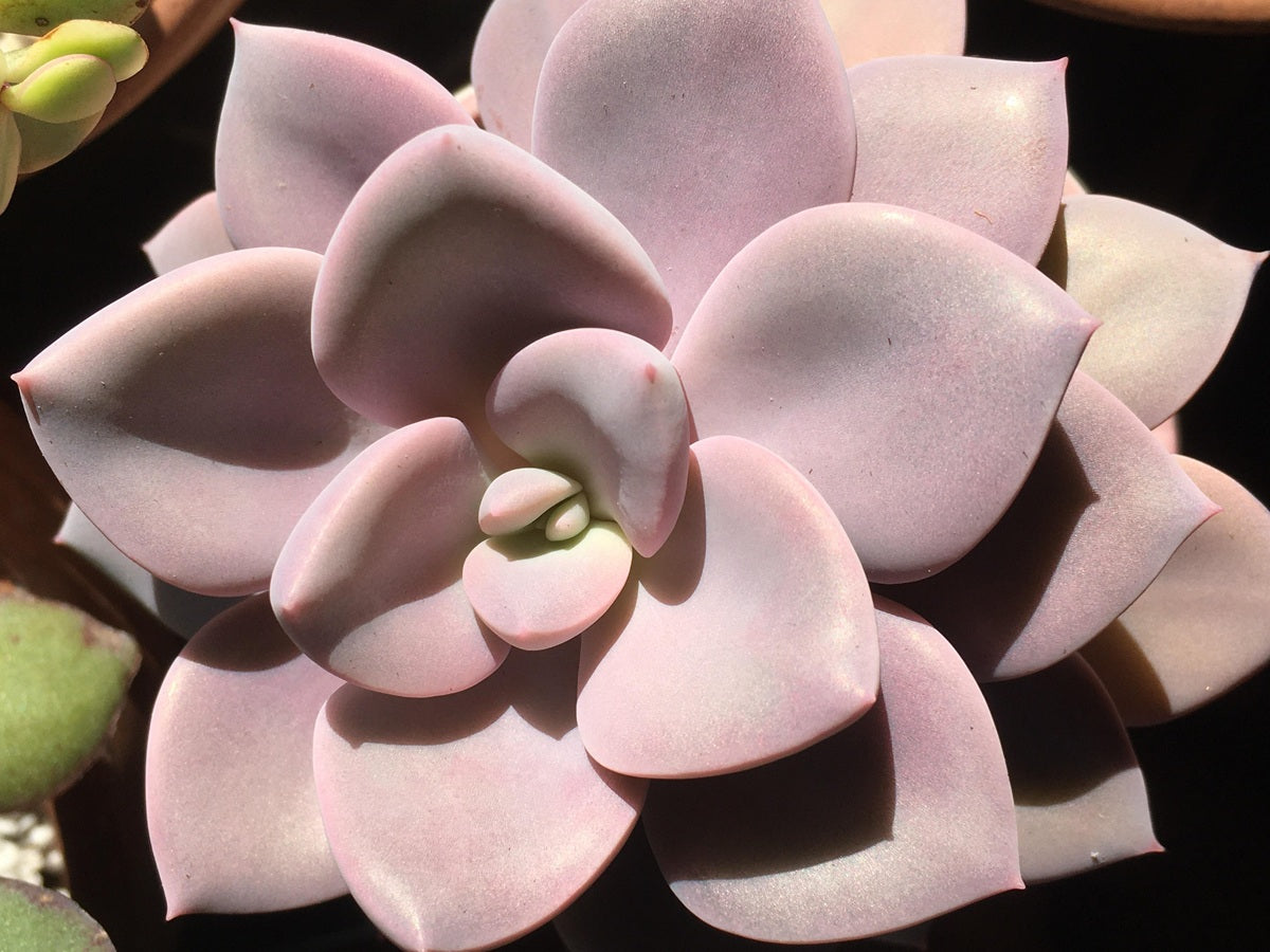 Graptoveria - DEBBIE