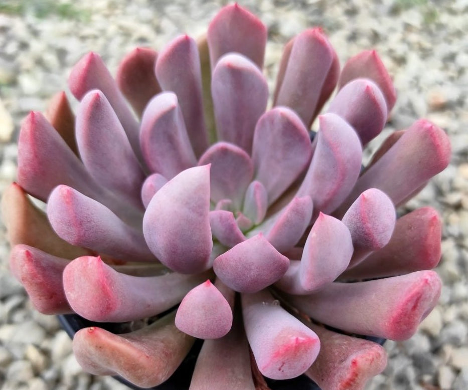 Graptoveria - TOPSY DEBBIE / LILAC SPOONS