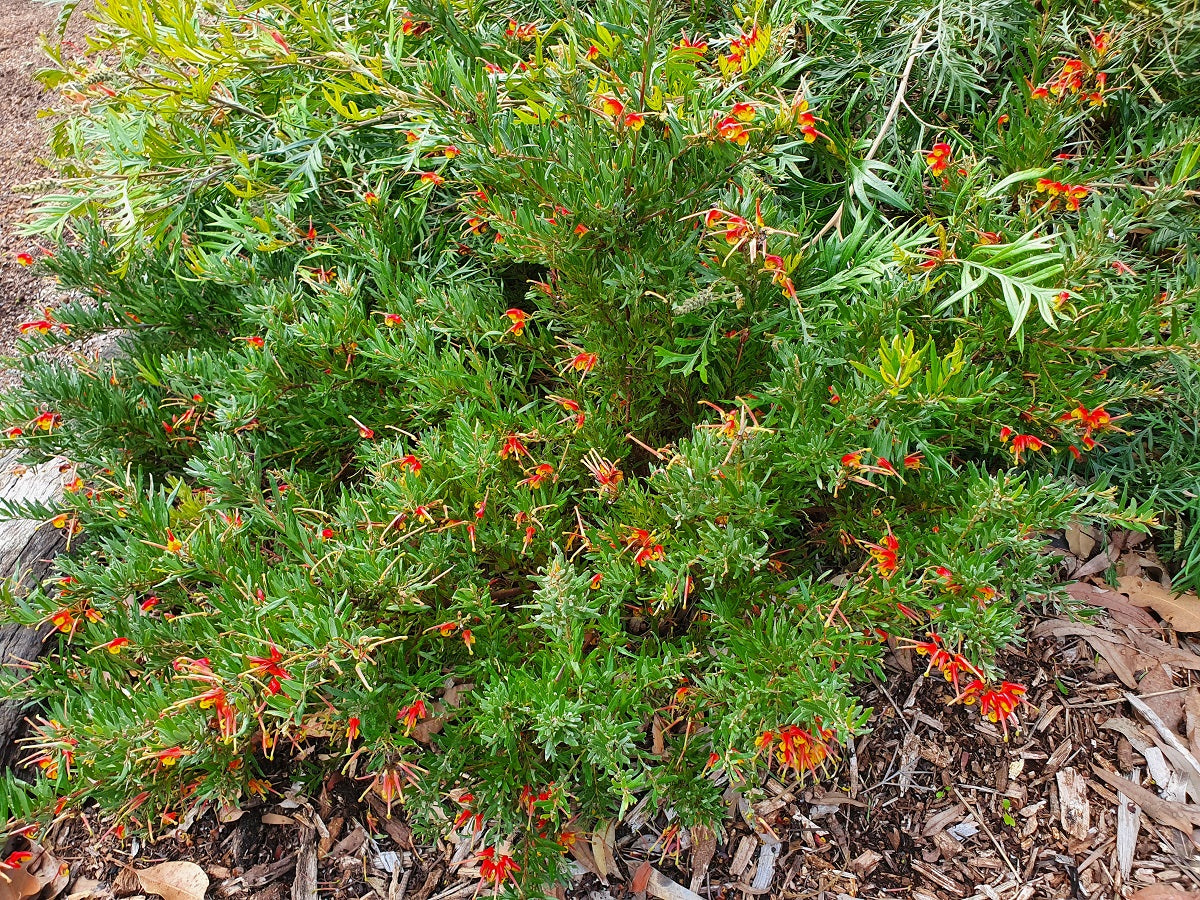 Grevillea alpina x rosmarinifolia - BONNIE PRINCE CHARLIE - Alpine Rosemary Grevillea