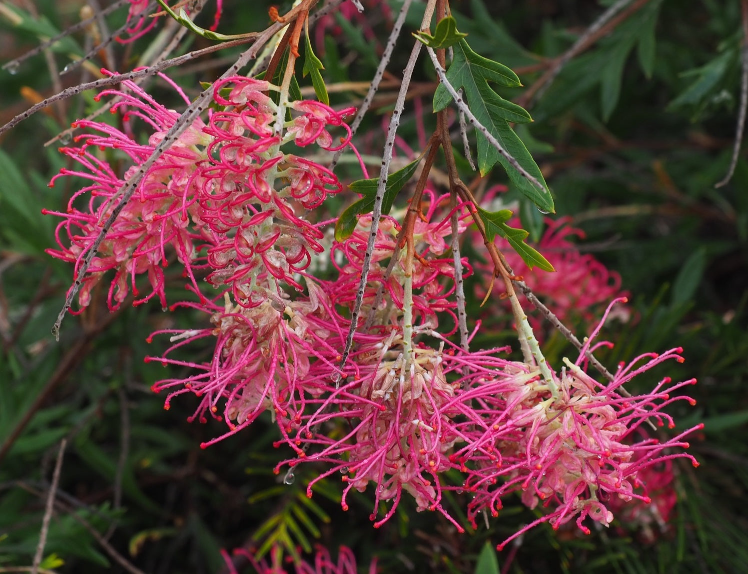 Grevillea - BOORLOO MOON 'GR164' PBR