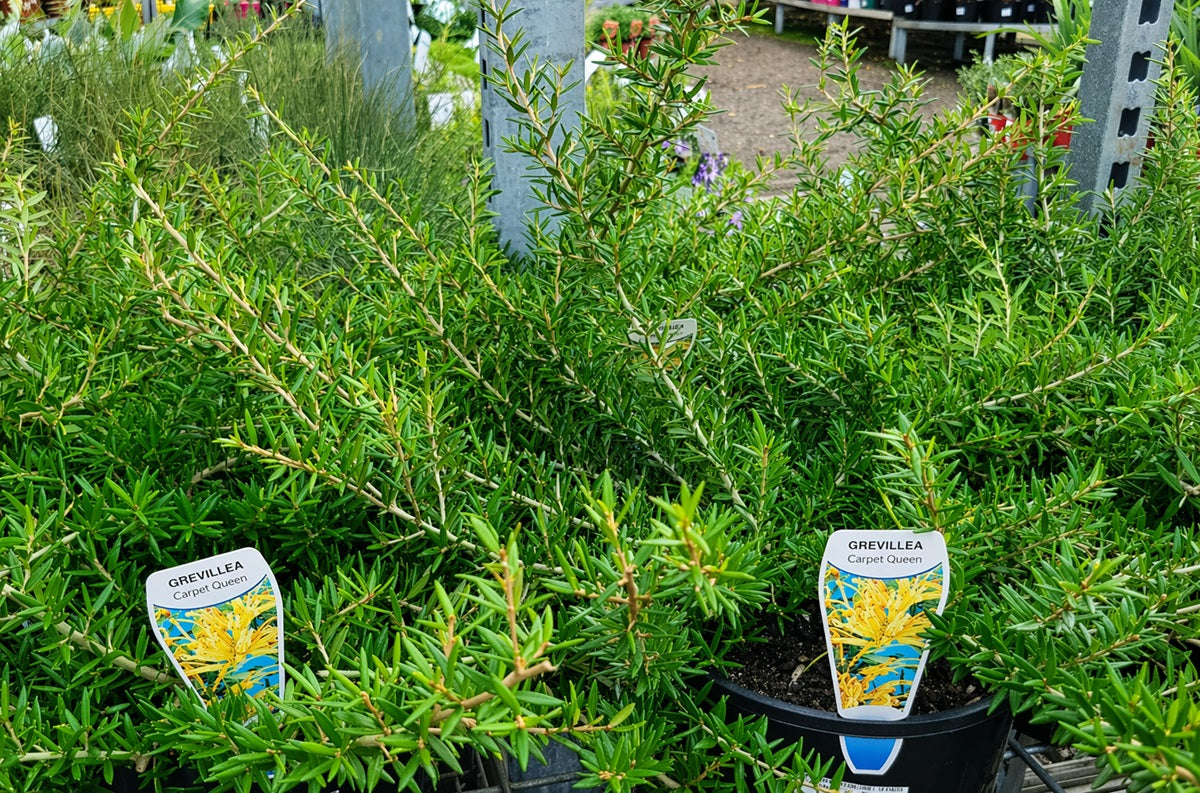 Grevillea juniperina - CARPET QUEEN - Juniper-Leafed Grevillea