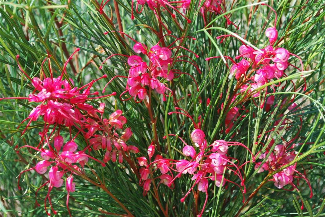 Grevillea johnsonii x longistyla - Tucker Time® CHERRY PIE - Graceful Grevillea