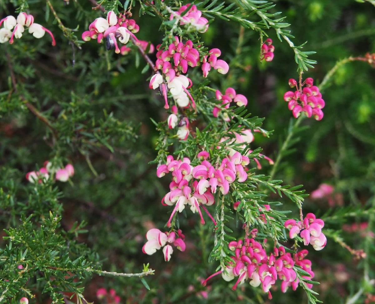 Grevillea lanigera x rosmarinifolia - EMMA CHARLOTTE - Woolly Rosemary Grevillea