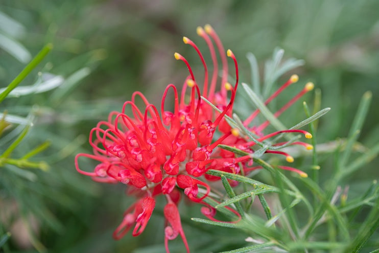 Grevillea thelemanniana - FLAMING RED - Spider-Net Grevillea 'Flaming Red' PBR