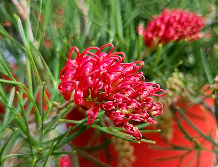 Grevillea thelemanniana - FLAMING RED - Spider-Net Grevillea 'Flaming Red' PBR