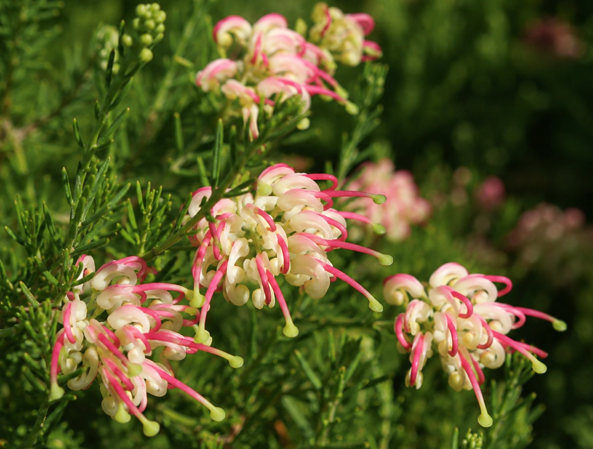 Grevillea - HILLS JUBILEE