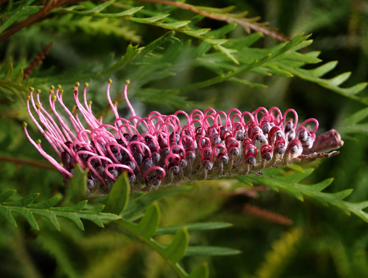 Grevillea caleyi x longifolia - IVANHOE