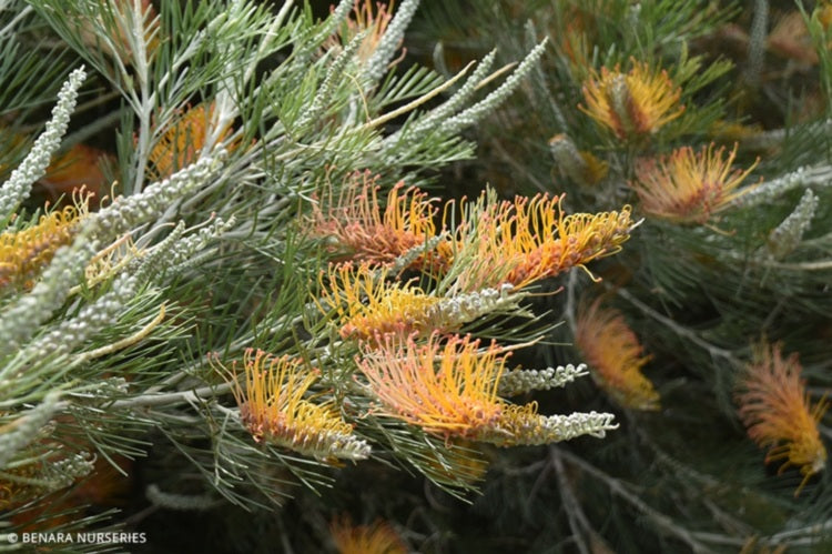 Grevillea - KIMBERLEY MOON 'GR52' PBR