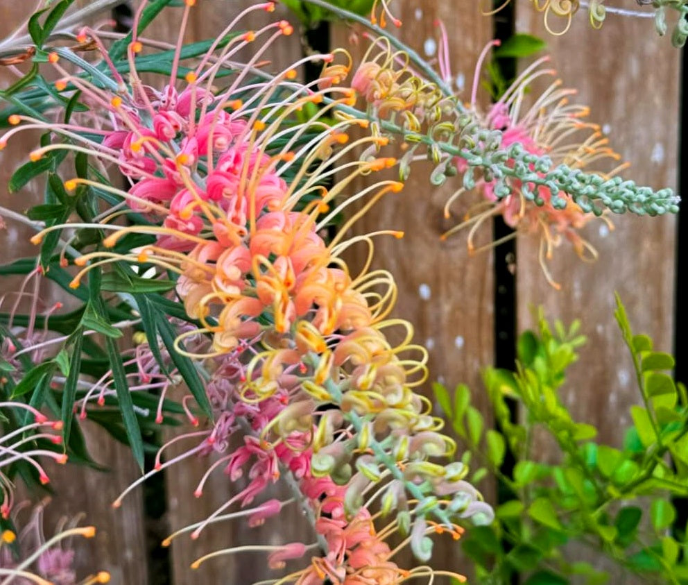 Grevillea bipinnatifida x hybrida - LEMON BABY