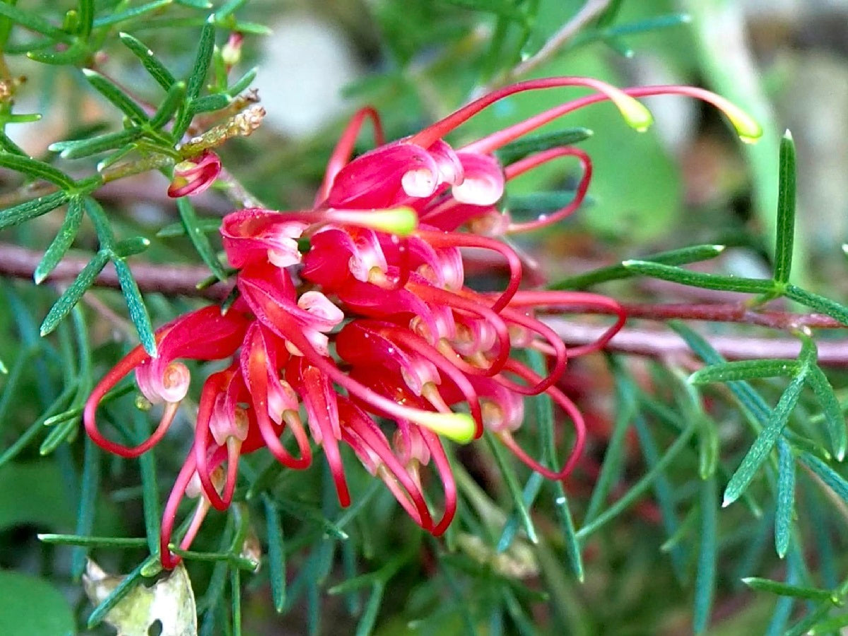 Grevillea thelemanniana - MINI MARVEL - Spider-Net Grevillea