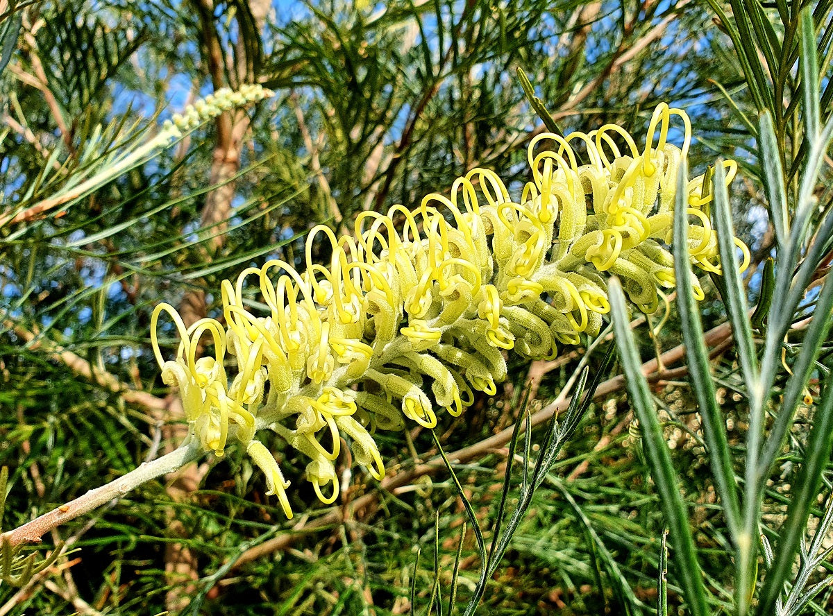 Grevillea banksii albiflora x whiteana - MOONLIGHT