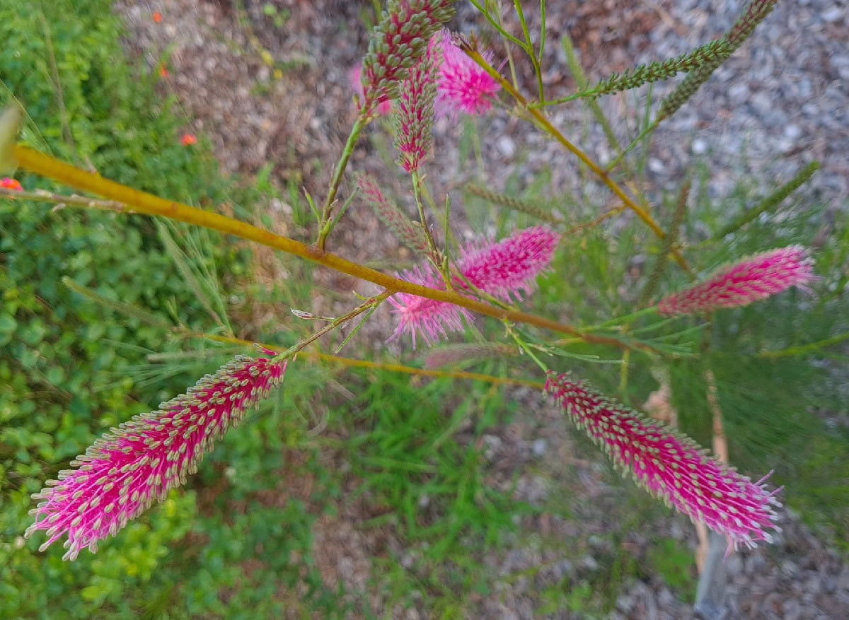 Grevillea oligomera x petrophiloides - PANROCK PRINCESS - Pink Poker Grevillea