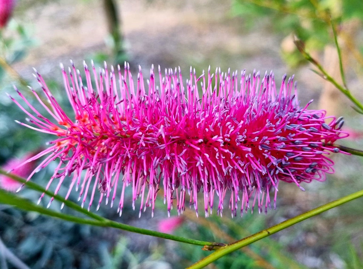 Grevillea oligomera x petrophiloides - PANROCK PRINCESS - Pink Poker Grevillea