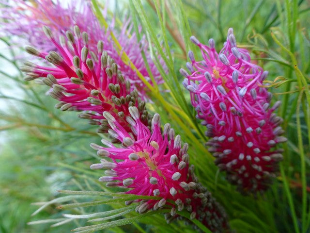 Grevillea oligomera x petrophiloides - PANROCK PRINCESS - Pink Poker Grevillea