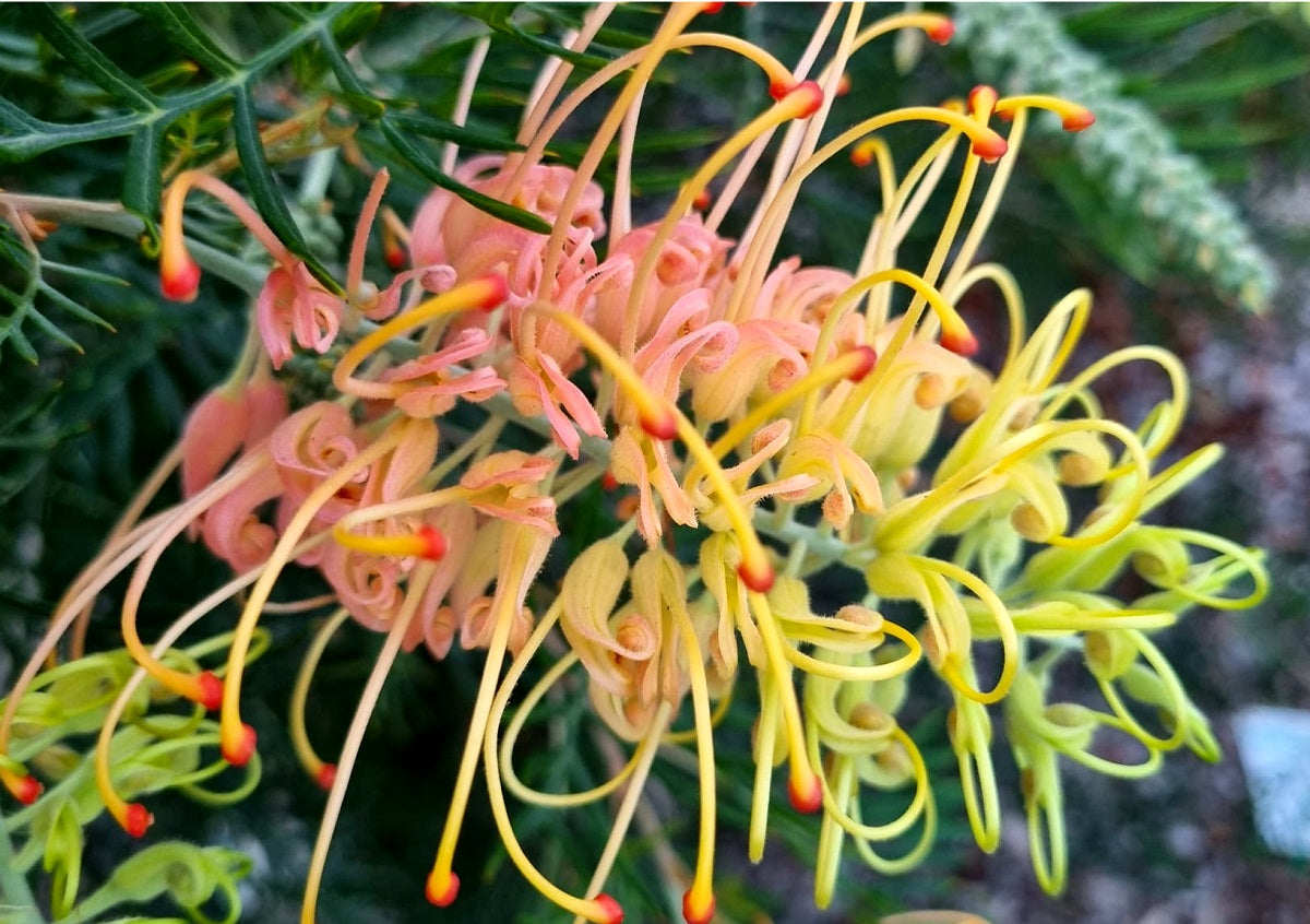 Grevillea banksii x bipinnatifida - PEACHES AND CREAM - 'Peaches and Cream' PBR