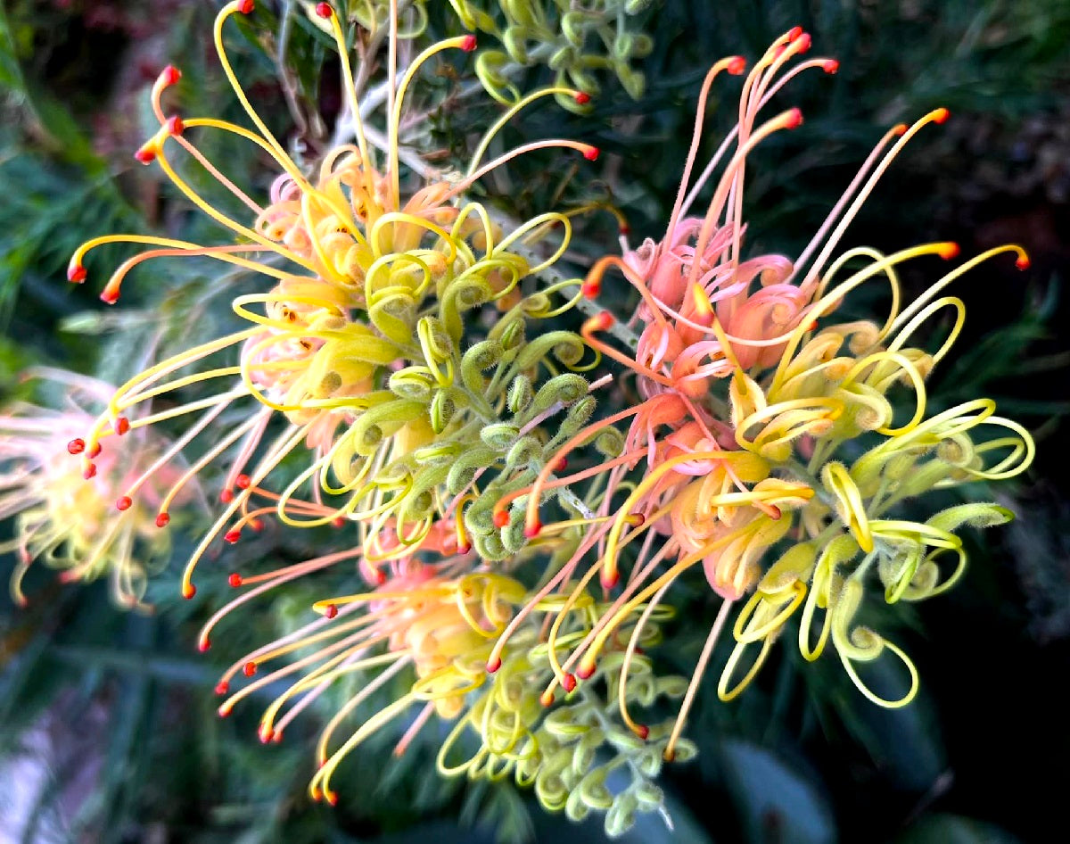 Grevillea banksii x bipinnatifida - PEACHES AND CREAM - 'Peaches and Cream' PBR