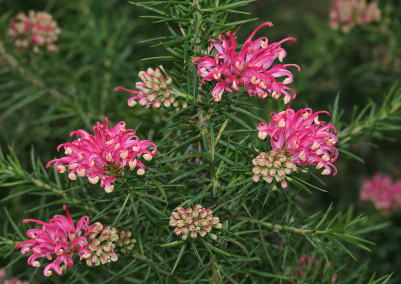Grevillea rosmarinifolia - PINK PIXIE - Rosemary Grevillea