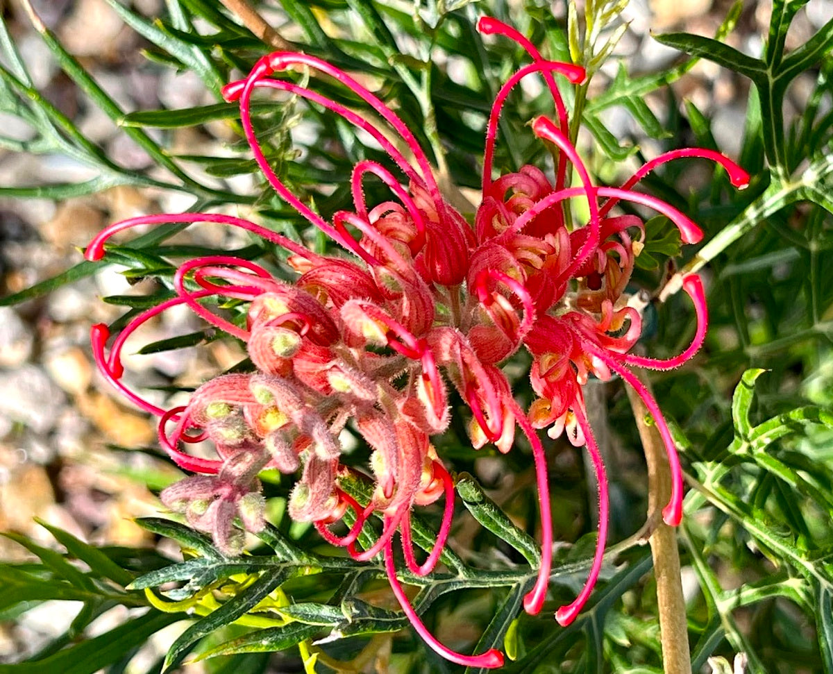 Grevillea - PINK PROFUSION 'GR147' PBR