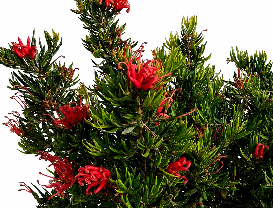 Grevillea juniperina - REGAL RED - Juniper-Leafed Grevillea